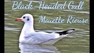 Cri de Mouette Rieuse  Grand Gravelot  laughing gull  Mer  oiseau  Ploemeur  Bretagne  France [upl. by Abra]