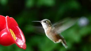 Calliope Hummingbird  The Smallest North American Bird [upl. by Sesmar965]