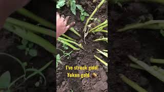 I’ve struck gold Yukon gold potatoes [upl. by Candida]