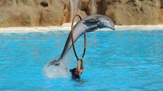 Les Dauphins  Loro Parque 2014 [upl. by Siulegroj812]