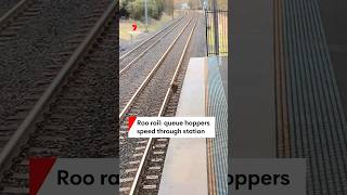 Kangaroos hop through Kingswood station [upl. by Ynaoj]