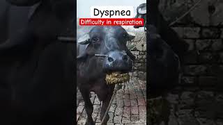 Dyspnea l Difficulty in respiration l dr Umar khan [upl. by Noret]