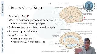 Occipital Lobe Functional Areas [upl. by Clute]