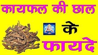 कायफल के फायदे  health benefits of bayberry ayurved aur gharelu nuskha [upl. by Pittman]