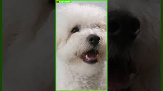 BICHON FRISE 101  Bichon Compilation  Bichon Frise Adult  Bichon Frise Playing shorts [upl. by Sidon]