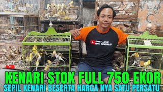 Kenari 750 ekor  Lansung Di juaL Murah  Kita Updaet Harga nya satu persatu [upl. by Hanus821]