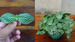 How to grow Fittonia plant from cuttings easy method with updates [upl. by Cad]