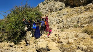 Exploring the nomadic lifestyle of Iran  Harvesting mountainns barberry  Documentary film🍇⛰️ [upl. by Perreault]