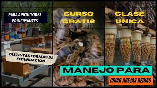 Manejo de Criar Abejas Reinas y Distintas formas de Fecundación para Apicultores Principiantes [upl. by Ameen127]