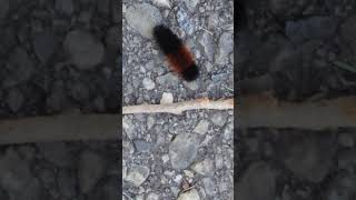 Woolly Bear Caterpillar [upl. by Anagnos]