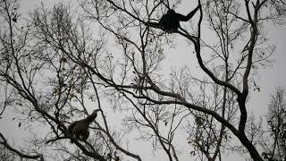 Pileated Gibbon Pair Calling [upl. by Tyler446]