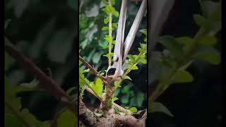 BONSAI SANCANG ADA APA DENGAN SANCANG INSPIRASI BONSAI [upl. by Ahsim]