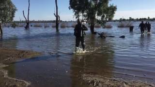 Duck hunting Victoria 2017 Kerang [upl. by Tella]