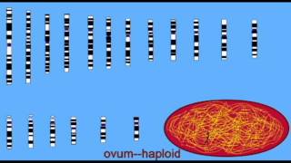 AP2 DEVELOPMENT HAPLOID GAMETES DIPLOID ZYGOTEavi [upl. by Eserahs251]