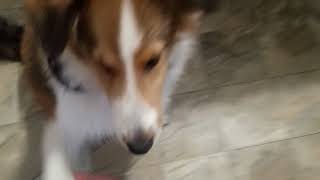 5 Month Old Sheltie Puppy Does Tricks [upl. by Yrocaj]