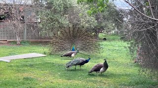 Spring birds and animals on farm in Australia [upl. by Nigle]