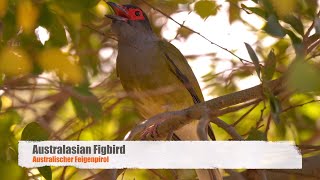 Australasian Figbird Call birds birdsounds [upl. by Airebma]