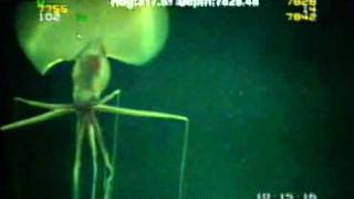 Magnapinna Squid Filmed at Drilling Site [upl. by Inttirb395]