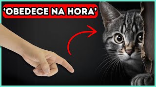 Faça Seu Gato OBEDECER Com Esse Truque SIMPLES [upl. by Laira691]