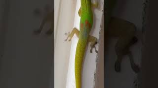 Phelsuma laticauda [upl. by Shatzer]