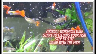 Grindal Worm Culture Start To Finish  then feeding the fish [upl. by Vaish354]