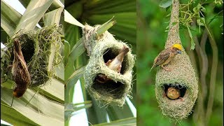 Wild Bird Nests Making Full Process  Baya Weaver Bird NestHouse Build Up In Palm Tree [upl. by Walters]