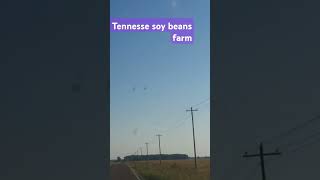 Tennessee soy beand youtubefarm 2024 music natureyoutube youtuber youtubeshorts tennessee [upl. by Elamef]