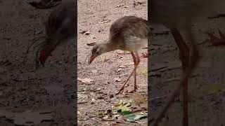 Red legged Seriema of Pairi Daiza Zoo Brugelette Belgium Please subscribe thanks😃pairidaiza [upl. by Hirza]