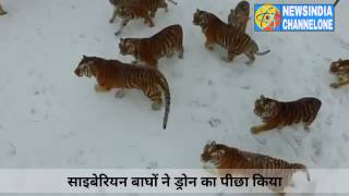 Siberian Tigers chase amp attack Drone China Amazing Video [upl. by Rochella]