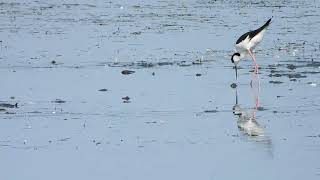 Blacknecked stilts at Muirhead springs [upl. by Ahsied]