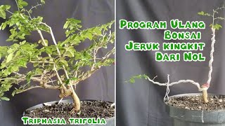 PROGRAM ULANG BONSAI JERUK KINGKIT DARI NOL Triphasia Trifolia [upl. by Persse758]