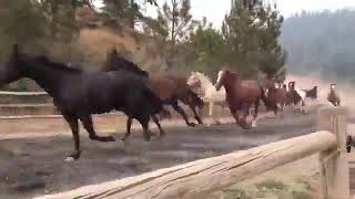 Cavalos selvagens lindos correndo em liberdade [upl. by Homer394]