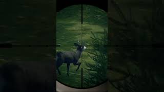 Enemy spotted thehuntercallofthewild [upl. by Banyaz]