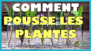 Comment pousse les plantes [upl. by Teerpnam179]