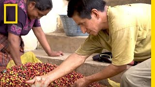 Coffee Farmers Hopeful For Their Dying Crops  Short Film Showcase [upl. by Willa]