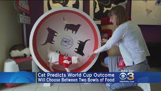 Cat Attempting To Predict World Cup Winner [upl. by Niaz]