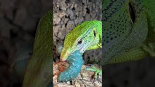 BEAUTIFUL BLUE CATERPILLAR EATEN BY HUNGRY TREE MONITOR LIZARD Varanus prasinus shorts [upl. by Judd]