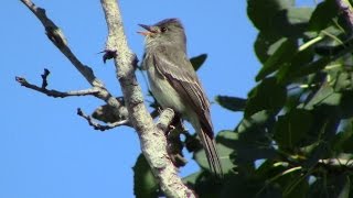 Eastern WoodPewee [upl. by Deevan]