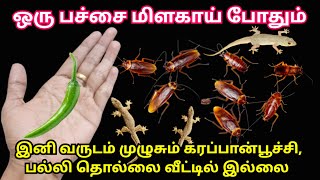 இனி வருடம் முழுசும் கரப்பான் பூச்சி பல்லி தொல்லை வீட்டில் இல்லைcockroach killerkitchen tips tips [upl. by Ching]