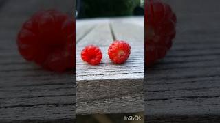 Raspberries and Loganberries Spot The Difference [upl. by Irret]