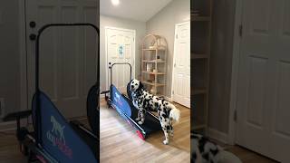 Unboxing my dogs new Dog Pacer 40 treadmill Dog Dogs [upl. by Esina583]