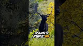 MASSIVE 5 Star MELANISTIC Fallow Deer wayofthehunter woth huntinggames [upl. by Lordan]