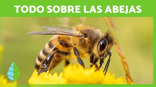 Las ABEJAS 🐝💛 Ciclo de VIDA Cómo hacen MIEL e IMPORTANCIA [upl. by Eihctir501]