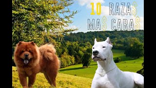 Las 10 Razas de Perro más Caras del Mundo [upl. by Mcclain296]