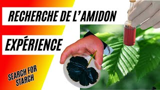 Comment rechercher lamidon dans une feuille verte [upl. by Franny949]