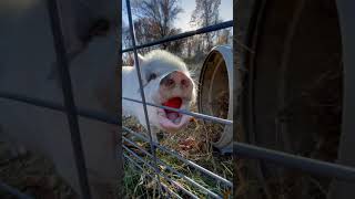 Piggy Sue Having A MidAfternoon Snack [upl. by Ruenhs771]