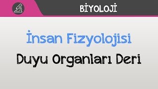 İnsan Fizyolojisi  Duyu Organları  Deri [upl. by Zerimar]