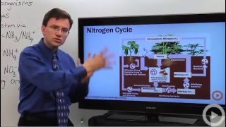 Nitrogen Cycle [upl. by Ulberto]