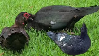 Muscovy duck Mate Muscovies Mating [upl. by Hearn]