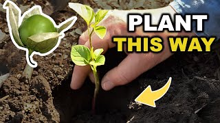 How to Grow Tomatillos Step by Step [upl. by Lune479]